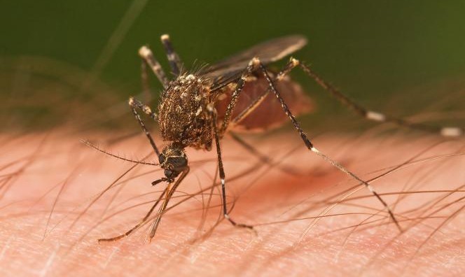 Lotta alle zanzare, scattano gli obblighi per cittadini e imprese