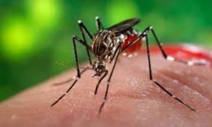 Virus Dengue: intervento straordinario di disinfestazione