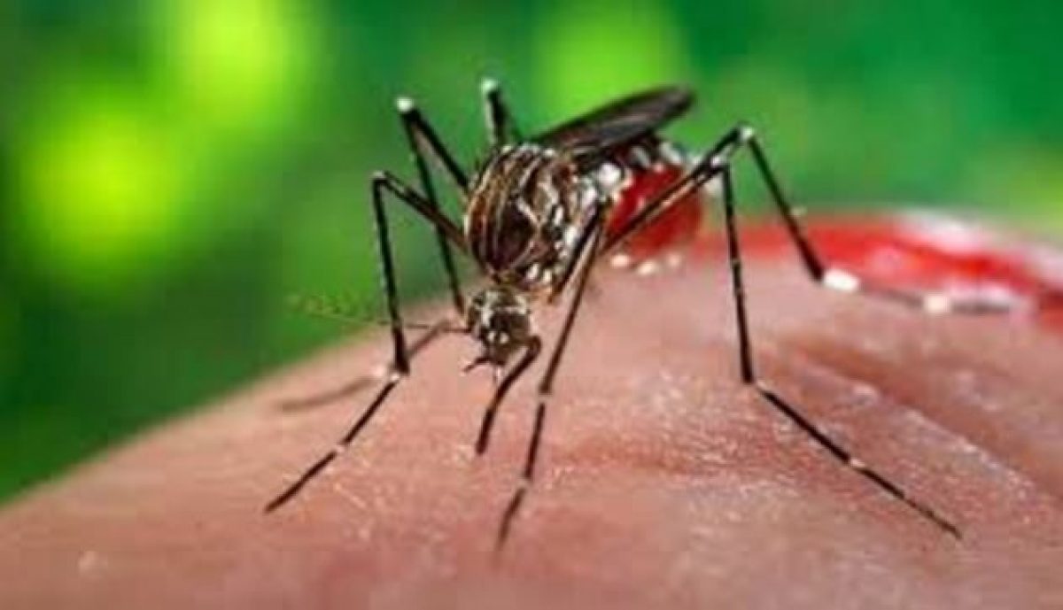 Virus Dengue: intervento straordinario di disinfestazione