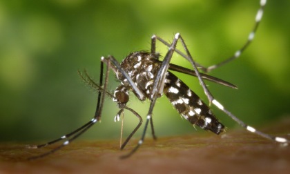 Caso sospetto di Dengue, scatta la disinfestazione