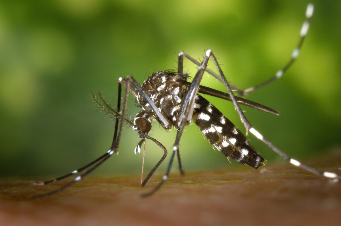 Caso sospetto di Dengue, scatta la disinfestazione