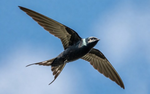 Monza celebra il World Swift Day con una passeggiata per ammirare i rondoni